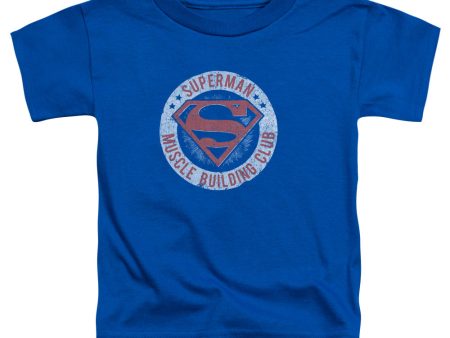 SUPERMAN : MUSCLE CLUB S\S TODDLER TEE ROYAL BLUE LG (4T) on Sale