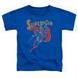 SUPERMAN : LIFE LIKE ACTION S\S TODDLER TEE Royal Blue LG (4T) For Discount